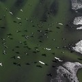 Fenomena Aneh Muncul di Brasil, Air Laut Berubah Jadi Gelap