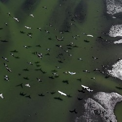 Fenomena Aneh Muncul di Brasil, Air Laut Berubah Jadi Gelap
