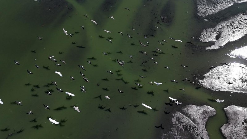 Pemandangan drone menunjukkan tongkang bekerja mengeruk laguna Barra dan Jacarepagua, saat air dari laguna tersebut menodai laut menjadi hijau di lepas pantai Barra da Tijuca, menurut media lokal, di Rio de Janeiro, Brasil, 15 Mei 2025. (REUTERS/Ricardo Moraes)