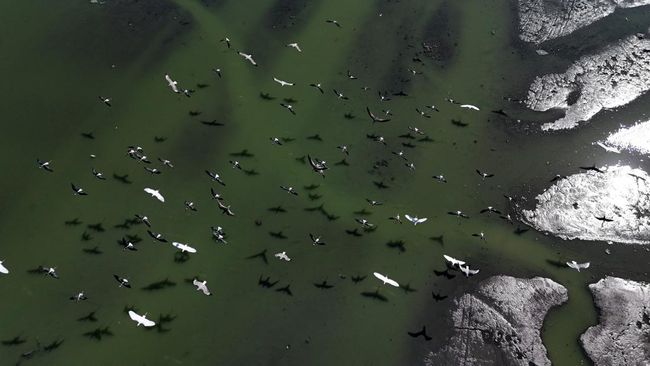 Fenomena Aneh Muncul di Brasil, Air Laut Berubah Jadi Gelap