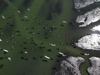 Fenomena Aneh Muncul di Brasil, Air Laut Berubah Jadi Gelap