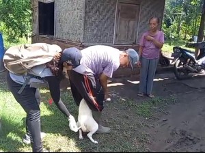 Bocah 8 Tahun di Jembrana Meninggal Diduga Akibat Rabies, 71 HPR Divaksin