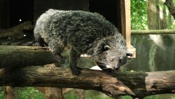 Binturong Itu Hewan Apa? Ini Penjelasan dan 5 Fakta Menariknya