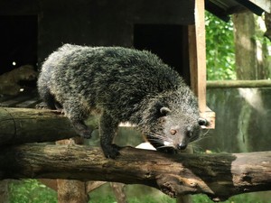 Binturong Itu Hewan Apa? Ini Penjelasan dan 5 Fakta Menariknya