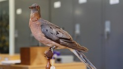 5 Hewan yang Punah karena Ulah Manusia, Ada Burung Dodo