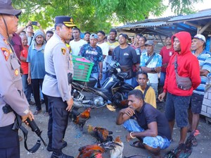 Kedapatan Main Judi Sabung Ayam di Pasar, 3 Pria Dibawa ke Mapolres Sikka