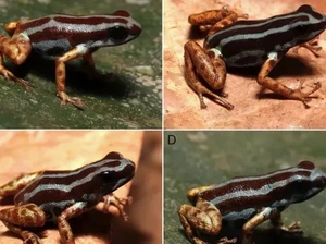 Spesies Baru Katak Panah Beracun yang Mematikan Ditemukan