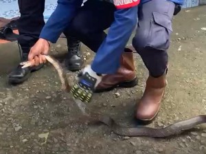Ular Kobra Masuk di Teras Rumah Warga Barru, Damkar Evakuasi