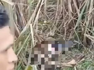 Warga Ogan Ilir Heboh Temukan Mayat Wanita di Kebun Tebu