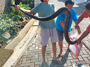 Cerita Warga Pedurungan Temukan Ular Piton 10 Kg Saat Kerja Bakti