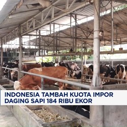Video: Menko Zulhas: Indonesia Tambah Impor Sapi Kecil 184 Ribu Ekor
