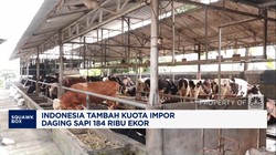 Video: Menko Zulhas: Indonesia Tambah Impor Sapi Kecil 184 Ribu Ekor