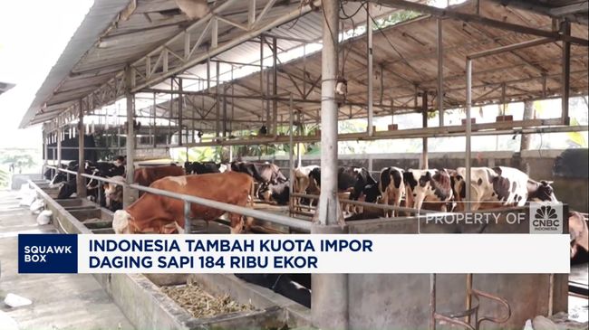 Video: Menko Zulhas: Indonesia Tambah Impor Sapi Kecil 184 Ribu Ekor