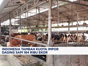 Video: Menko Zulhas: Indonesia Tambah Impor Sapi Kecil 184 Ribu Ekor