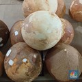 Pantauan harga kelapa di Pasar Rumput, Jakarta Selatan, Senin (19/5/2025). (CNBC Indonesia/Martyasari Rizky)