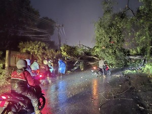Pohon Tumbang di Lahat Sebabkan Macet Panjang