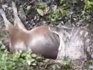 Penampakan Piton 6,5 Meter Telan Sapi Ternak, Berujung Dibunuh Warga