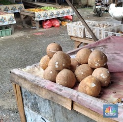 Kelapa Asal RI Dicap 'Pohon Surga', Diburu Orang Eropa karena Sakti