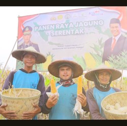 PIK2 Dukung Panen Raya Jagung Serentak di Tegal Angus