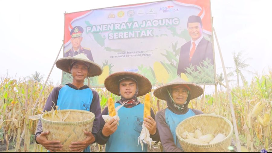 Panen Raya Jagung Serentak Bersama PIK2 di Kabupaten Tangerang