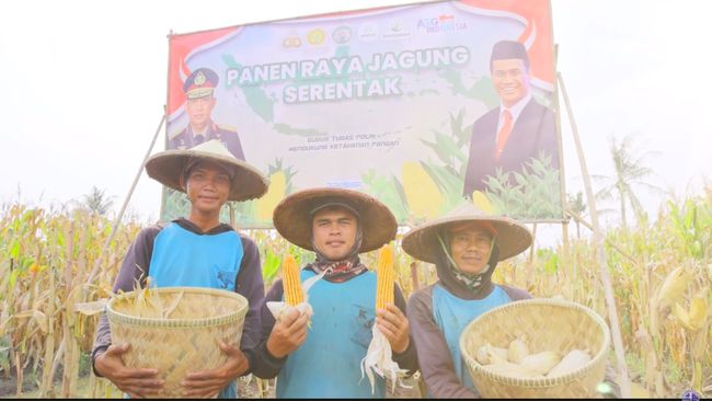 PIK2 Dukung Panen Raya Jagung Serentak di Tegal Angus