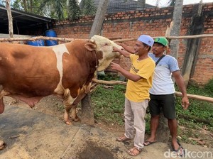 Sapi Kurban Presiden Prabowo Bakal Dipotong di Masjid Rusun Palembang