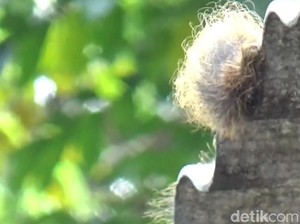 Teror Ulat Bulu yang Bikin Gempar Warga Sumedang