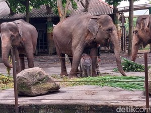 Selamat! Anak Gajah Sumatera Lahir 86 Kg di Batu Secret Zoo