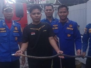 Geger Ular King Cobra 1,6 Meter Masuk Toilet Rumah Warga di Sidrap