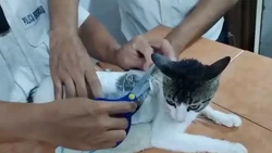 Video: Kucing Dijadikan Kurir Narkoba di Kosta Rika