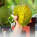 Sirsak RI Jadi Buruan Warga Malaysia