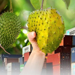 Sirsak RI Jadi Buruan Warga Malaysia
