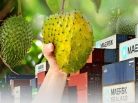Sirsak RI Jadi Buruan Warga Malaysia