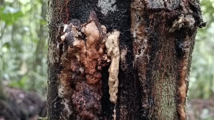 Getah Pohon Asal Sumatra Ini Diperebutkan China Sampai Italia