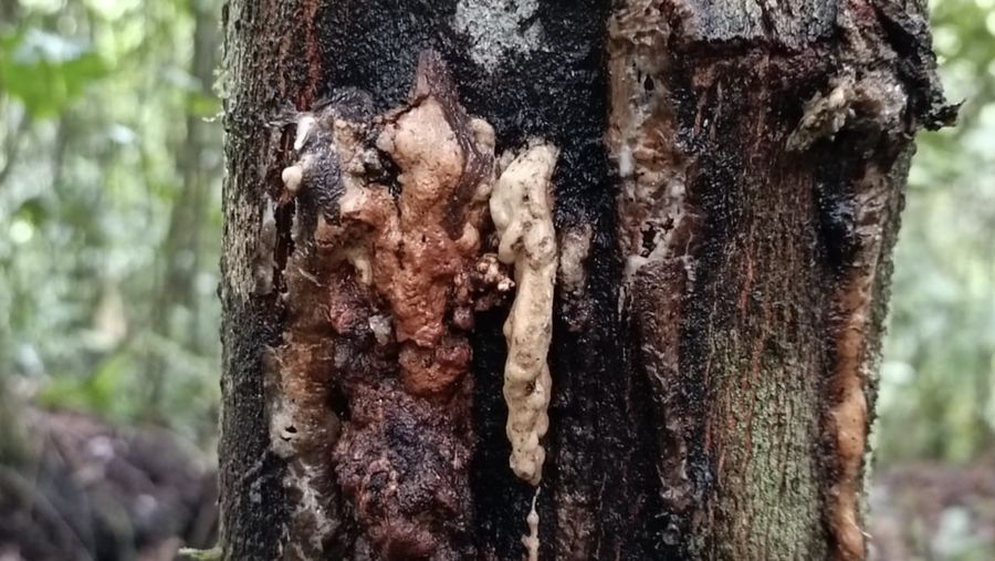 Pohon Kemenyan. (Tangkapan Layar KSDAE)