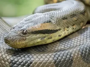 Alasan Anaconda Masih Berukuran Raksasa