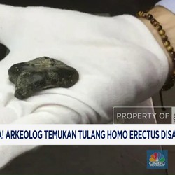 Video: Arkeolog Temukan Tulang Homo Erectus di Madura