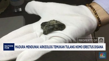 Video: Arkeolog Temukan Tulang Homo Erectus di Madura