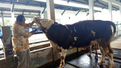 Tips Memilih Hewan Kurban Jelang Idul Adha