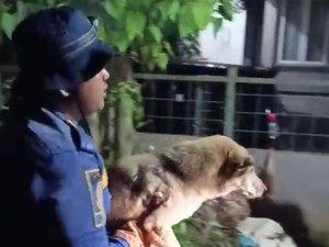Anjing Jatuh ke Lubang Bekas Galian di Bogor, Damkar Evakuasi