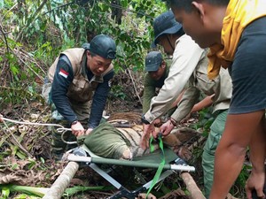 Harimau Ditemukan Kritis di Jambi, Al Haris: Kalau Bisa Lepaskan Lagi