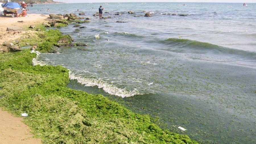 Ilustrasi blooming alga. (Wikimedia Commons/HuBar)