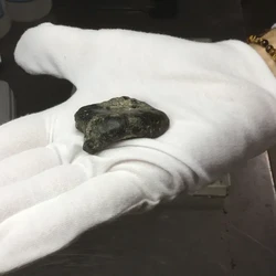 Tulang Homo Erectus Berusia 140.000 Tahun Ditemukan di Madura