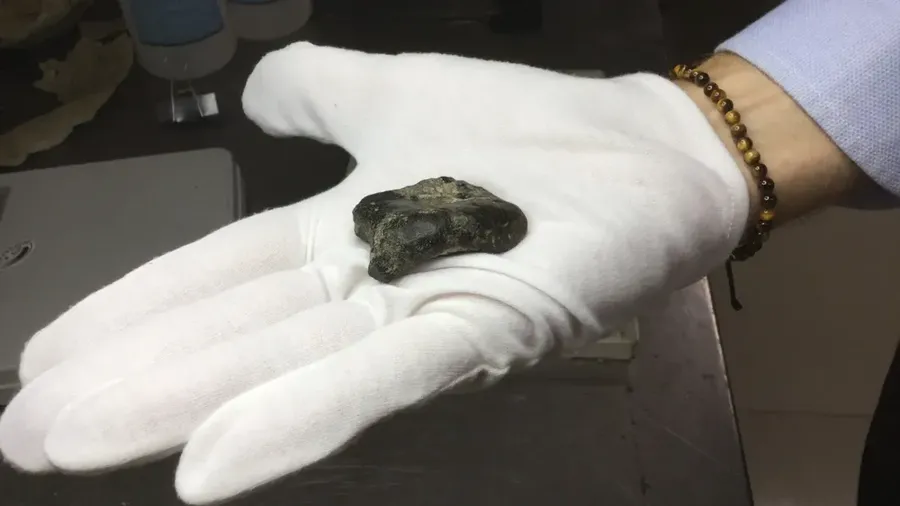 Para peneliti menemukan tulang-tulang Homo erectus di tempat penyimpanan lebih dari 6.000 fosil yang digali di Selat Madura, Indonesia. (Dok. Harold Berghuis)