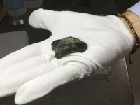 Tulang Homo Erectus Berusia 140.000 Tahun Ditemukan di Madura