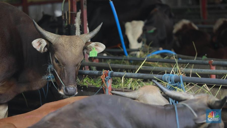 Suku Dinas Ketahanan Pangan Kelautan dan Pertanian (KPKP) Jakarta Timur melalui Pusyakeswannak Pusat Pelayanan Kesehatan Hewan dan Peternakan melakukan pemeriksaan hewan kurban menjelang Idul Adha tahun 2025 di Baba Farm, Ciracas, Jakarta Timur, Kamis, (22/5/2025). (CNBC Indonesia/Muhammad Sabki)