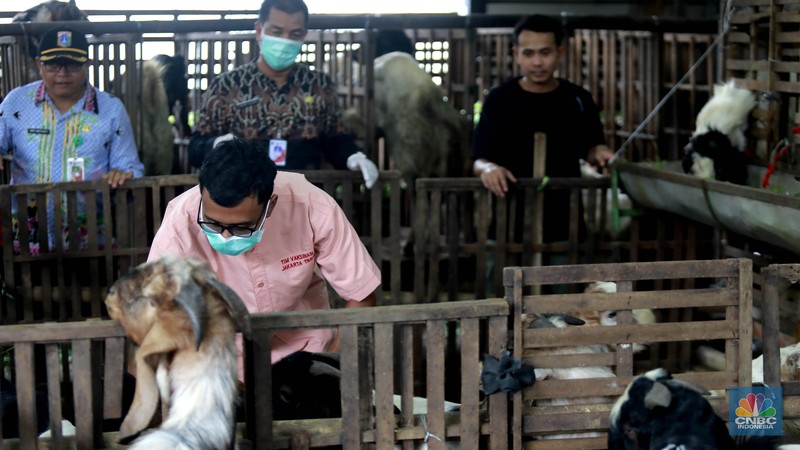 Suku Dinas Ketahanan Pangan Kelautan dan Pertanian (KPKP) Jakarta Timur melalui Pusyakeswannak Pusat Pelayanan Kesehatan Hewan dan Peternakan melakukan pemeriksaan hewan kurban menjelang Idul Adha tahun 2025 di Baba Farm, Ciracas, Jakarta Timur, Kamis, (22/5/2025). (CNBC Indonesia/Muhammad Sabki)