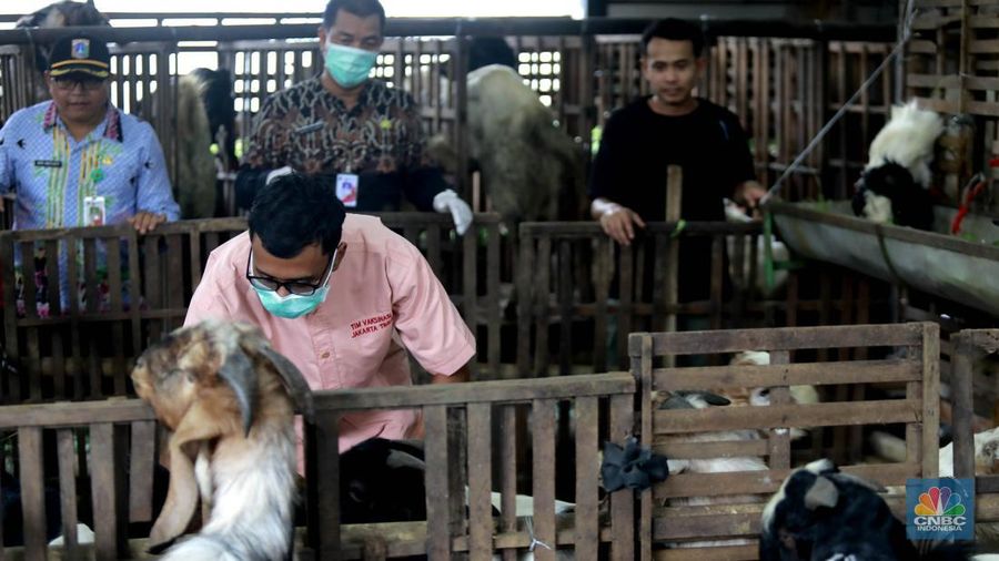 Suku Dinas Ketahanan Pangan Kelautan dan Pertanian (KPKP) Jakarta Timur melalui Pusyakeswannak Pusat Pelayanan Kesehatan Hewan dan Peternakan melakukan pemeriksaan hewan kurban menjelang Idul Adha tahun 2025 di Baba Farm, Ciracas, Jakarta Timur, Kamis, (22/5/2025). (CNBC Indonesia/Muhammad Sabki)