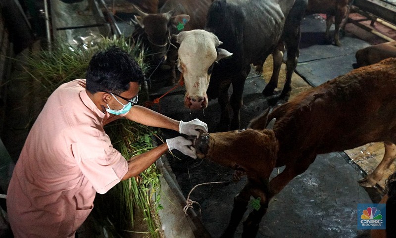Suku Dinas Ketahanan Pangan Kelautan dan Pertanian (KPKP) Jakarta Timur melalui Pusyakeswannak Pusat Pelayanan Kesehatan Hewan dan Peternakan melakukan pemeriksaan hewan kurban menjelang Idul Adha tahun 2025 di Baba Farm, Ciracas, Jakarta Timur, Kamis, (22/5/2025). (CNBC Indonesia/Muhammad Sabki) Suku Dinas Ketahanan Pangan Kelautan dan Pertanian (KPKP) Jakarta Timur melalui Pusyakeswannak Pusat Pelayanan Kesehatan Hewan dan Peternakan melakukan pemeriksaan hewan kurban menjelang Idul Adha tahun 2025 di Baba Farm, Ciracas, Jakarta Timur, Kamis, (22/5/2025). (CNBC Indonesia/Muhammad Sabki)