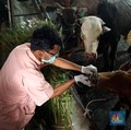 Kapan Idul Adha 2025? Ini Jadwal Muhammadiyah & Libur Pemerintah